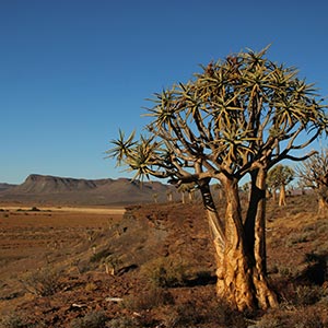 Cederberg landscape