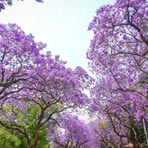 Backpacking Pretoria