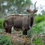 Backpacking Zululand