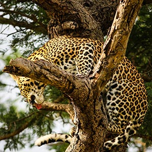Leopard, Mpumalanga Province