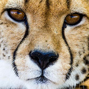 Cheetah - North West Province