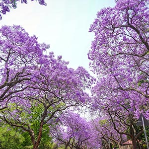 Union Buildings in Pretoria