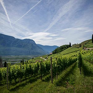 Vineyard, Cape Winelands