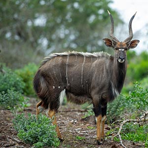 Nyala male, Zululand